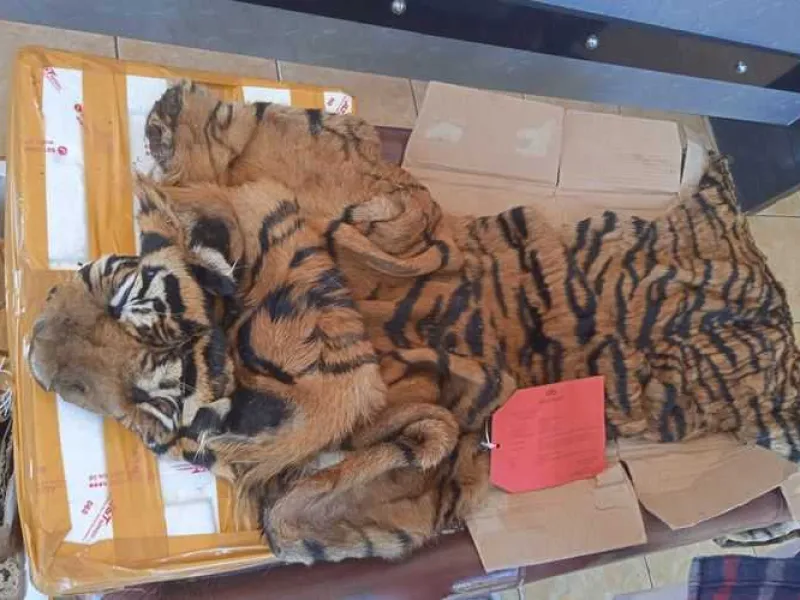 Berkas Lengkap, Pelaku Penyelundupan Kulit Harimau Siap Dipersidangkan