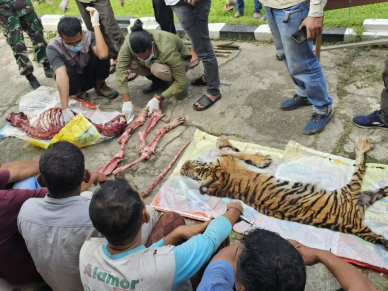 Bermula dari Berita Viral, Enam Warga Ditangkap karena Bunuh Harimau Sumatera