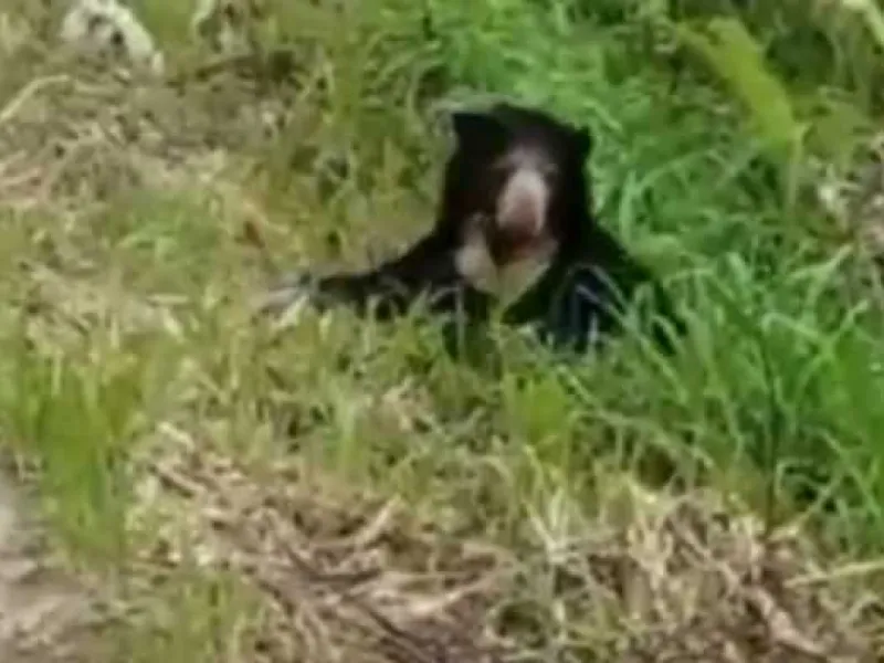 Beruang Madu Memasuki Permukiman, BKSDA Pasang Perangkap