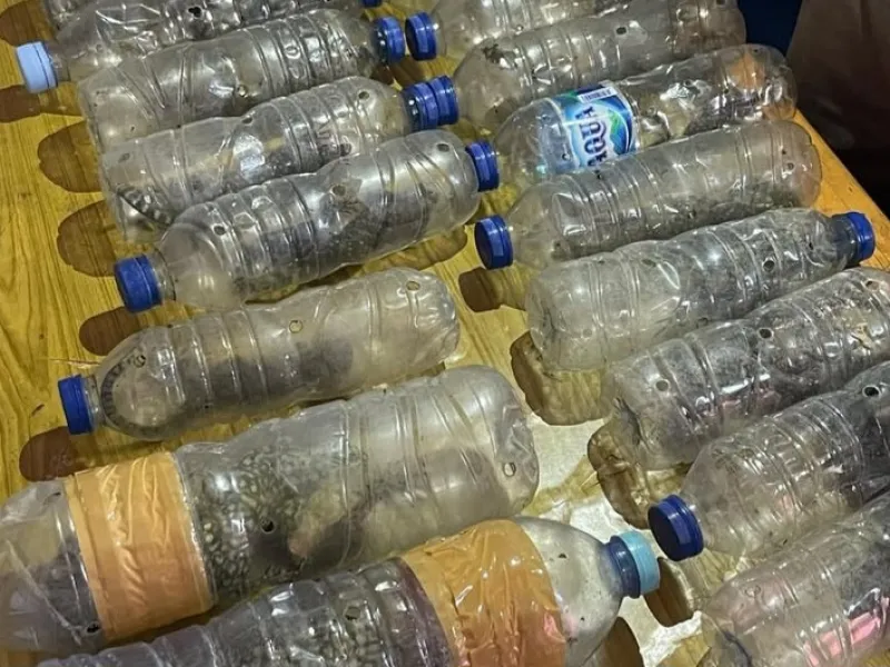 Biawak Dilindungi dalam Botol Mineral Disita Petugas di Ternate