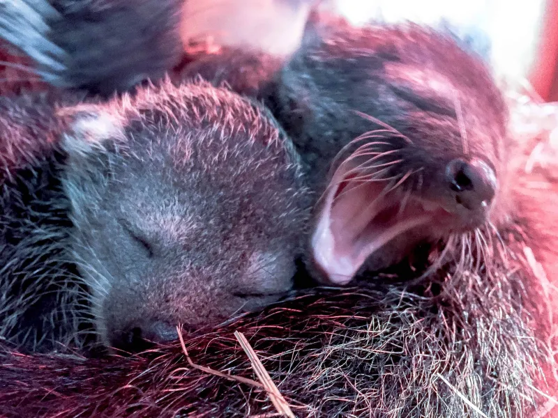 Binturong, Musang Terbesar yang Unik Terdapat di Indonesia