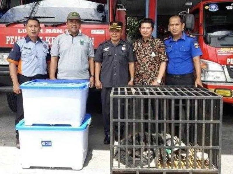 Binturong yang Terluka Kini Telah Diamankan BKSDA Sumbar