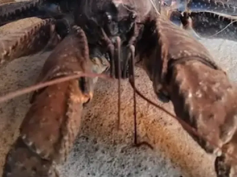 Bisnis Haram Ketam Kenari di Maluku Utara