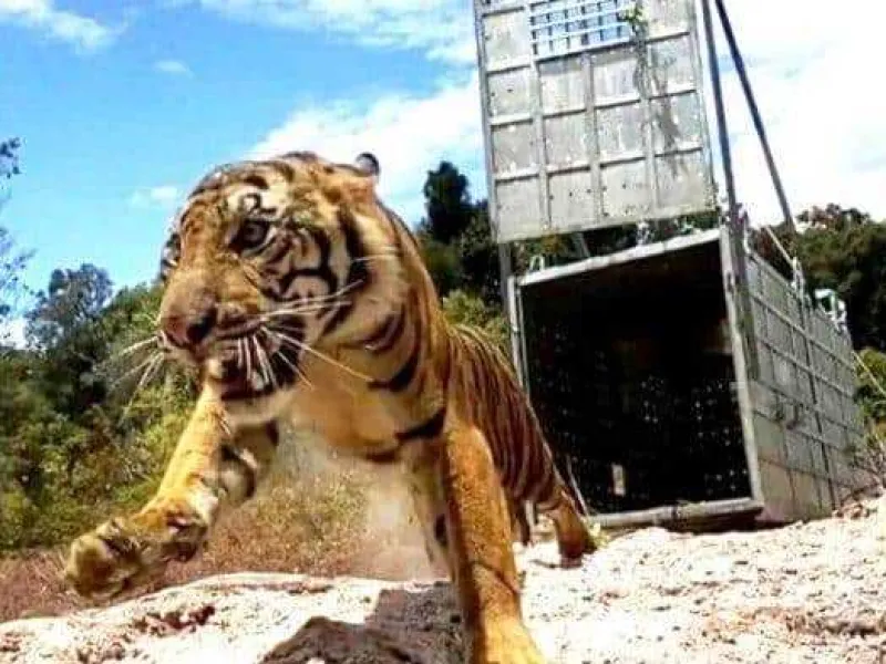 BKSDA Aceh Lepasliarkan Harimau Suro di Taman Nasional Gunung Leuser