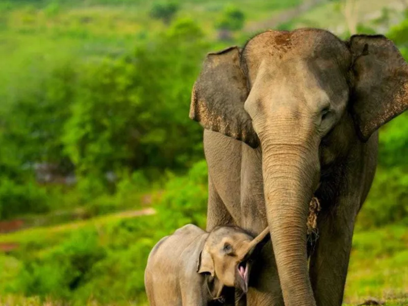 Featured image for BKSDA Aceh Tangani Gajah di Daerah Rawan Konflik