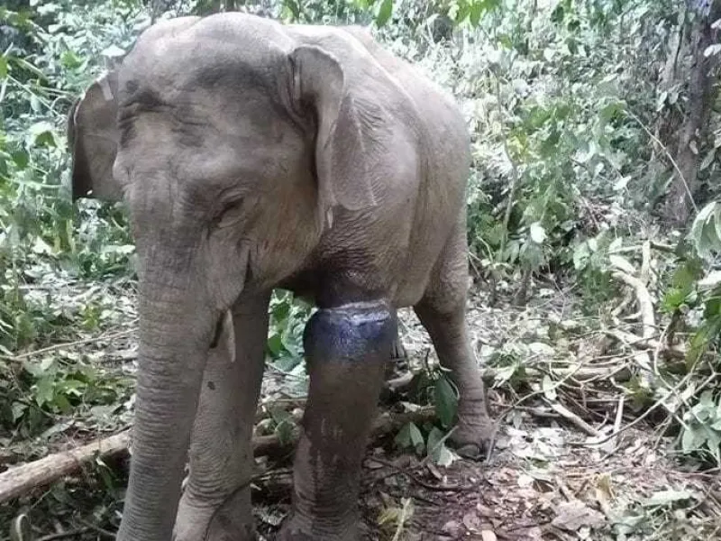 BKSDA Aceh Temukan Gajah Liar dengan Puluhan Luka yang Sudah Membusuk