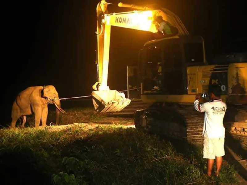 BKSDA Aceh Translokasi Gajah Liar dengan Alat Berat