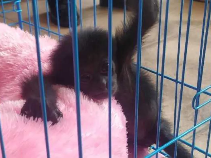 BKSDA Bali Pastikan Owa Siamang Milik Bupati Badung Ilegal!