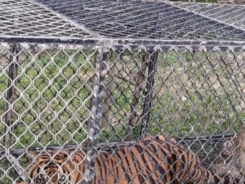 BKSDA Berencana Relokasi Harimau yang Masuk Kandang Jebak di Aceh Timur
