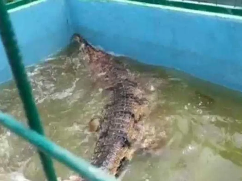 BKSDA Jambi Amankan Buaya Sinyulong dari Rumah Warga