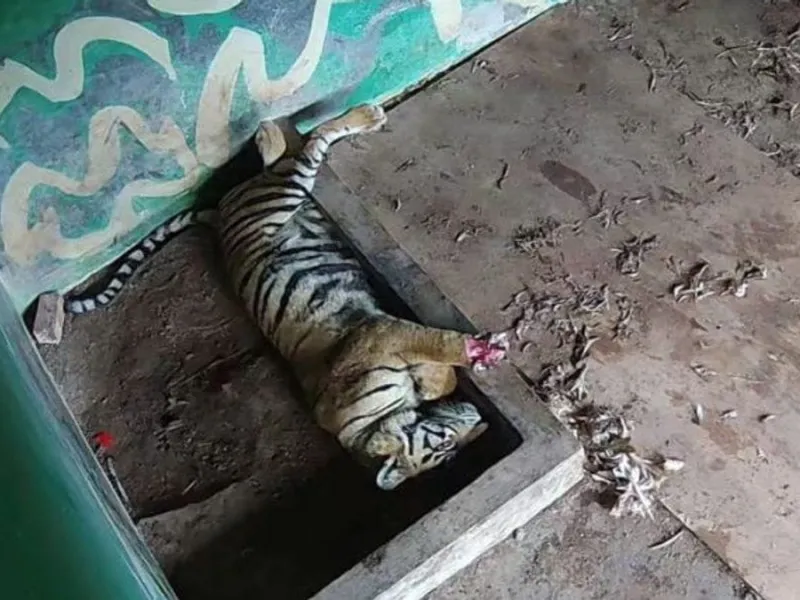 BKSDA Jambi Pasang Gips untuk Harimau yang Terjerat di Jambi