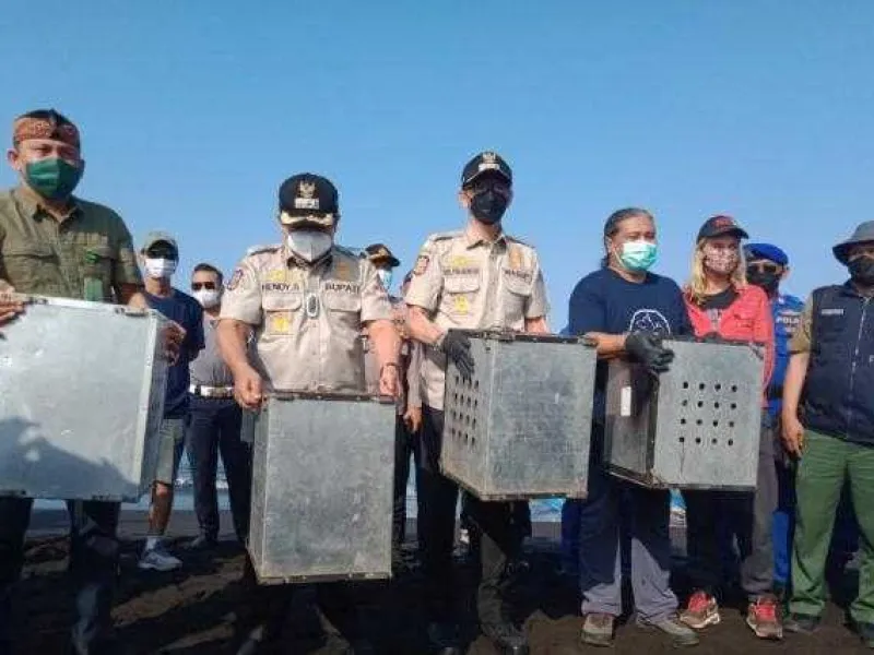 BKSDA Jember Melepasliarkan Puluhan Ekor Monyet Ekor Panjang