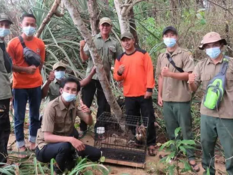 BKSDA Kalbar Lepasliarkan Kukang Serahan Warga