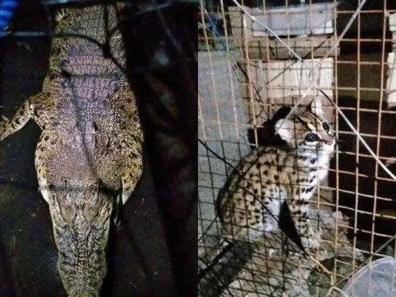 BKSDA Kalsel Temukan Buaya dan Kucing Hutan di Rumah yang Kebanjiran