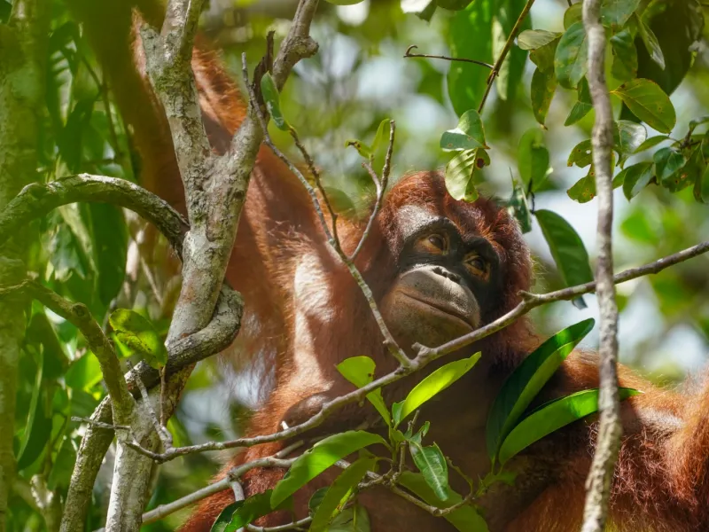 BKSDA Kalteng Selamatkan Dua Orangutan dalam Dua Hari