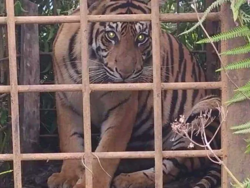 BKSDA Selamatkan 2 Harimau Sumatera yang Hampir Dibunuh Warga