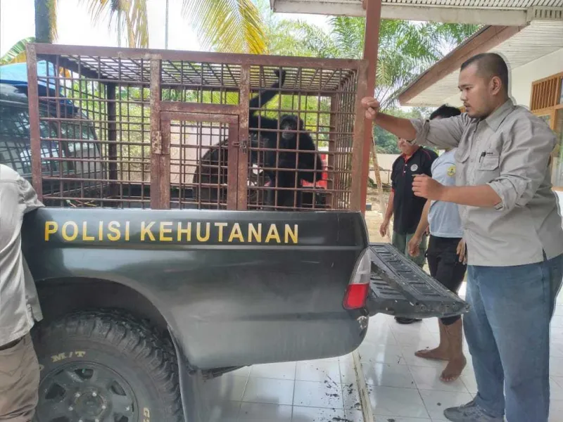 BKSDA Sumbar Lakukan Titip Rawat Siamang Hasil Serahan Warga