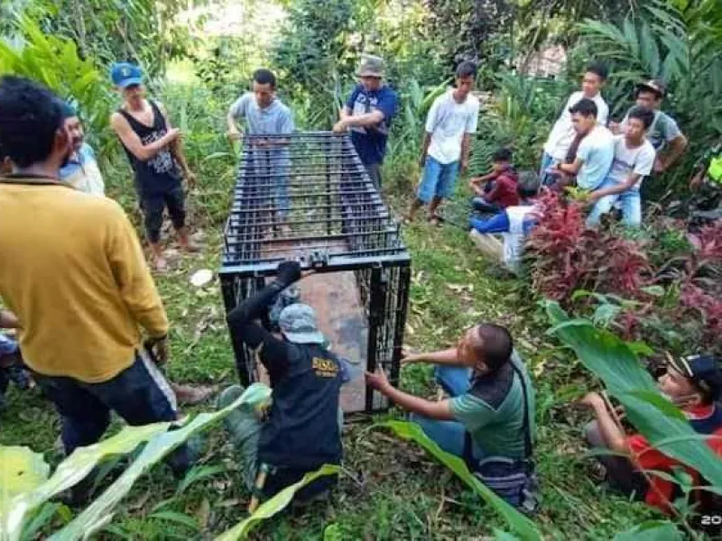 BKSDA Sumbar Resor Agam Catat 10 Konflik Satwa dan Manusia Selama 2020