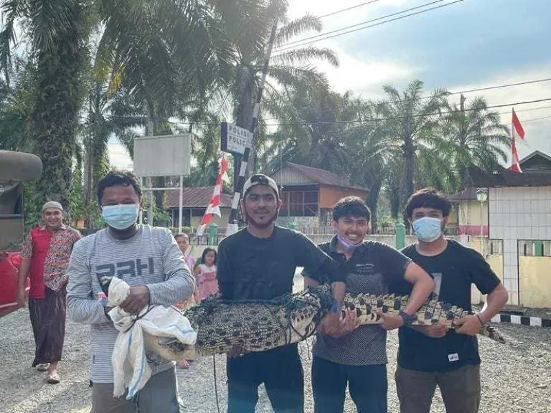 BKSDA Sumbar Resor Agam Evakuasi Buaya Tangkapan Warga