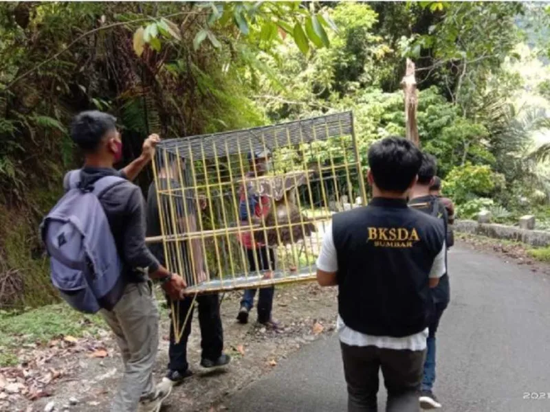BKSDA Sumbar Resor Agam Lepasliarkan 3 Satwa Serahan Warga