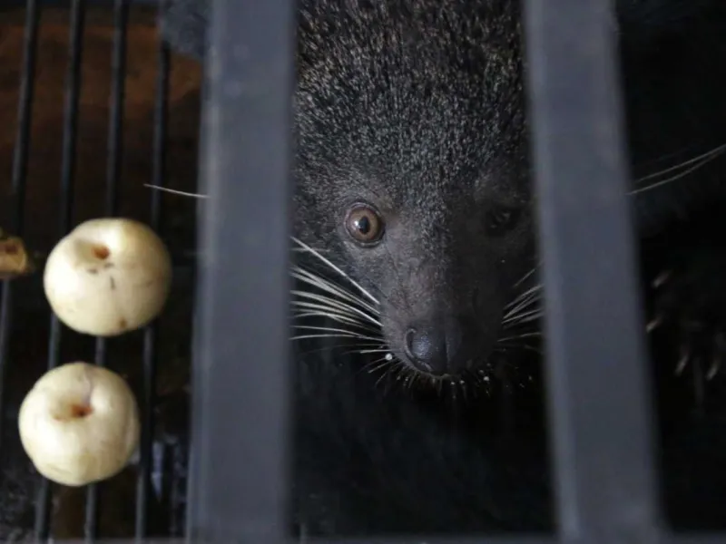 BKSDA Sumbar Resort Tanah Datar Selamatkan 3 Binturong