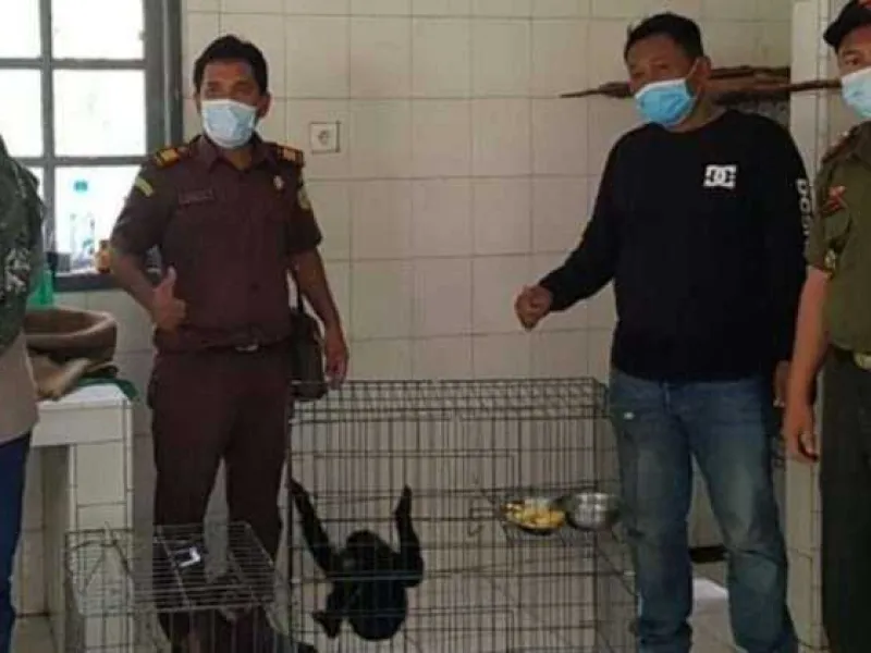 BKSDA Sumbar Terima 2 Owa Ungko Korban Penyelundupan
