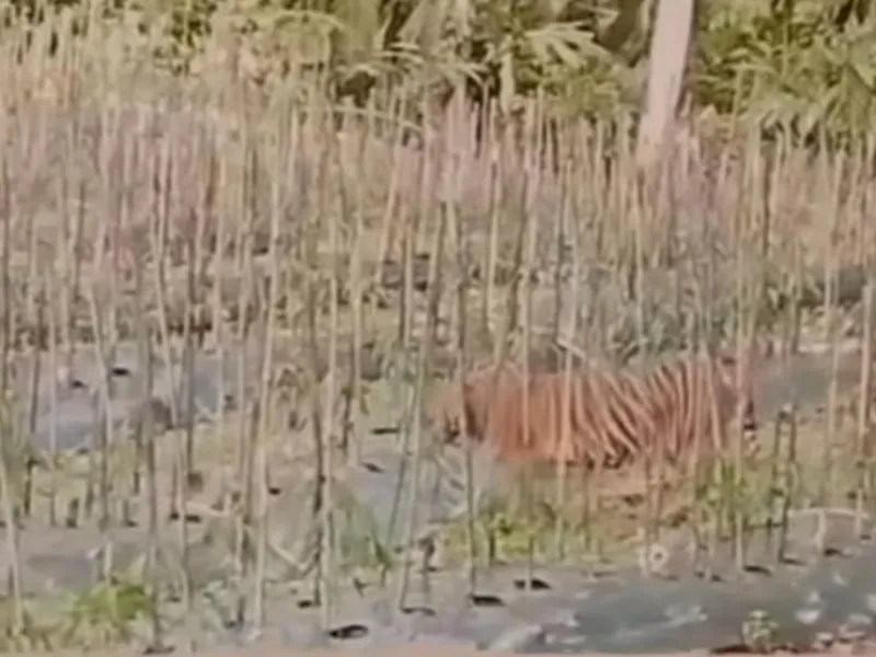 BKSDA Turun Tangan Pantau Harimau yang Melintasi Kebun