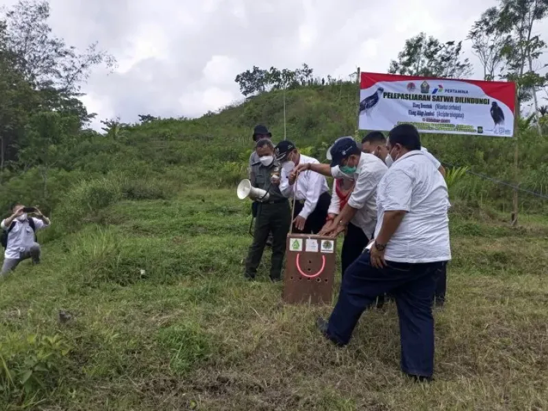 BKSDA Yogyakarta Lepasliarkan Dua Elang di Gunungkelir