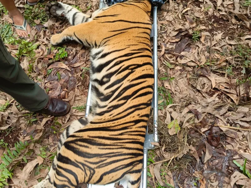 Buntut Konflik di Riau, Harimau Masuk Boxtrap untuk DIevakuasi