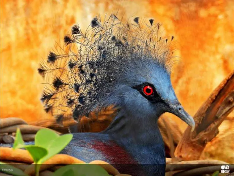 Burung Dara Mahkota, Maskot Manokwari yang Terancam Punah