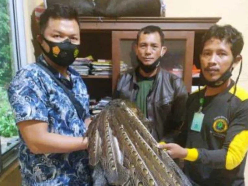 Featured image for Burung Kuau Raja yang Terkena Jerat, Diserahkan Warga ke Polisi