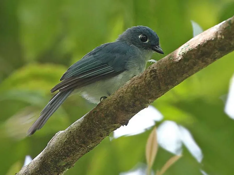 Burung Seriwang Sangihe, Si Pembawa Pesan yang Diabaikan
