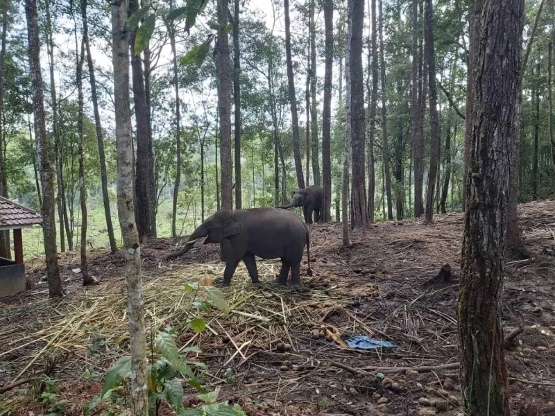 Catatan BKSDA Aceh: Ada 132 Konflik Satwa Liar Sepanjang 2020
