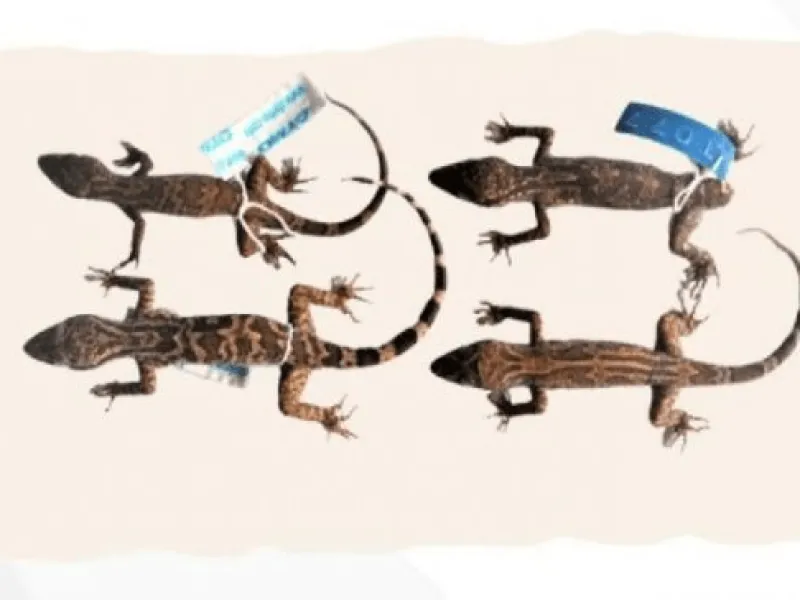 Featured image for Cecak Jarinlengkung Hamidy, Spesies Baru dari Kalimantan