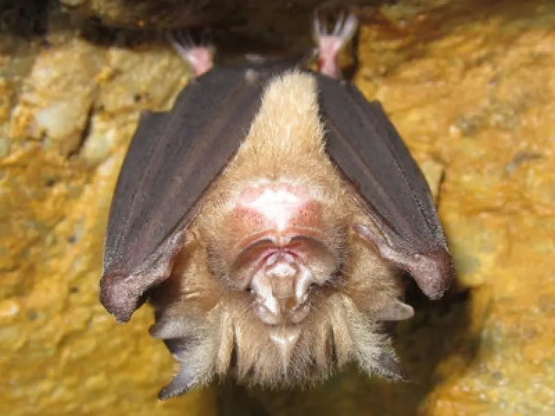 Featured image for Cegah Zoonosis, Pengamatan Tidak Langsung Manfaatkan Ekolokasi Kelelawar Pemakan Serangga
