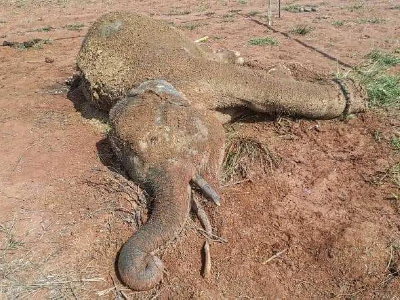 Dalam 2 Hari, Ada 2 Gajah Sumatera yang Mati Mengenaskan