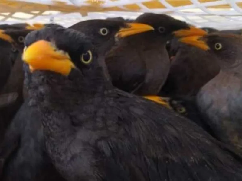 Data Penyelundupan Burung Liar dari Sumatera ke Jawa
