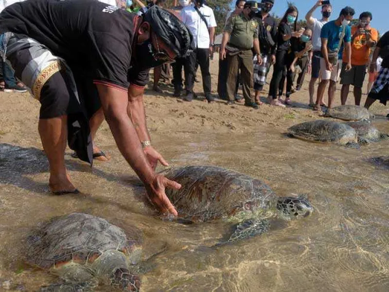 Delapan Penyu Sitaan Dilepasliarkan di Pantai Sanur Bali