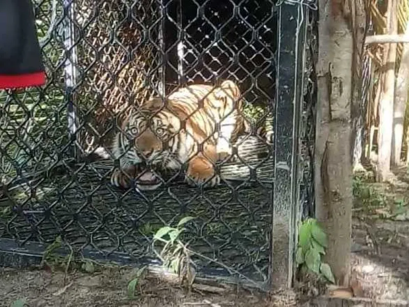 Demi Selamatkan Harimau Sumatera, BKSDA Aceh Pasang Perangkap