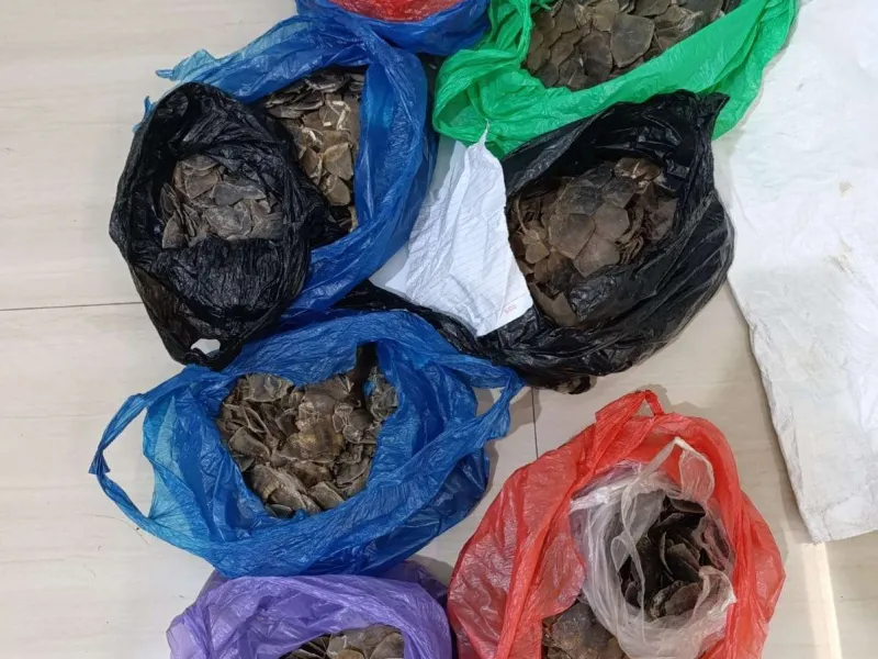 Diangkut Menggunakan Pikap, 12 Kilogram Sisik Trenggiling Gagal Diperdagangkan