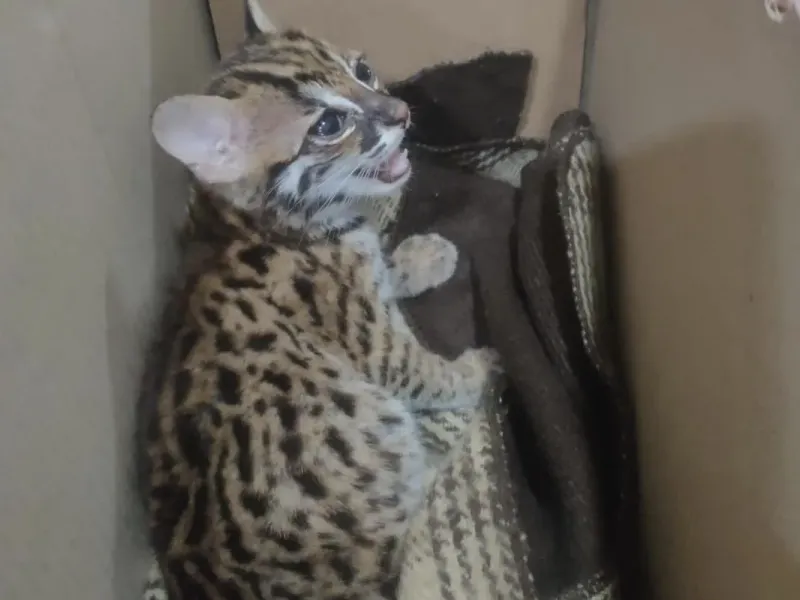 Dibawa dari Padang, Seekor Kucing Hutan Diamankan di Bakauheni