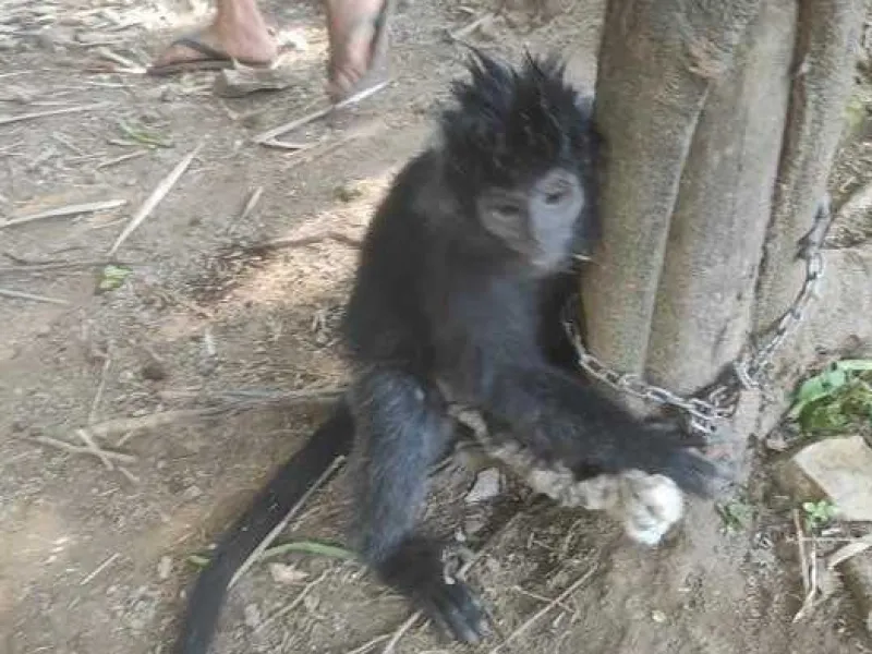 Dibiarkan Berkeliaran Selama Setahun, Lutung Budeng di Jember Ditangkap Warga