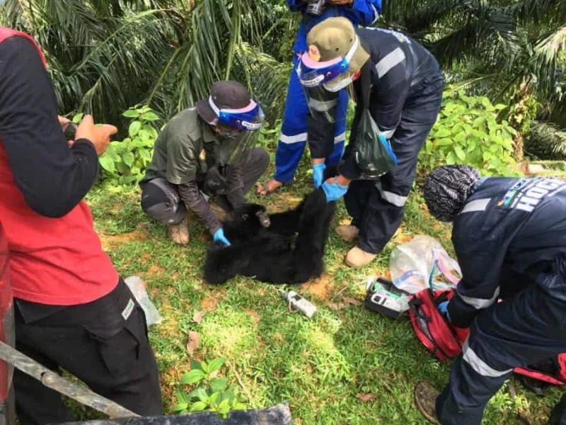 Diduga 'Dibuang' oleh Warga, Seekor Siamang Dievakuasi BBKSDA Sumut