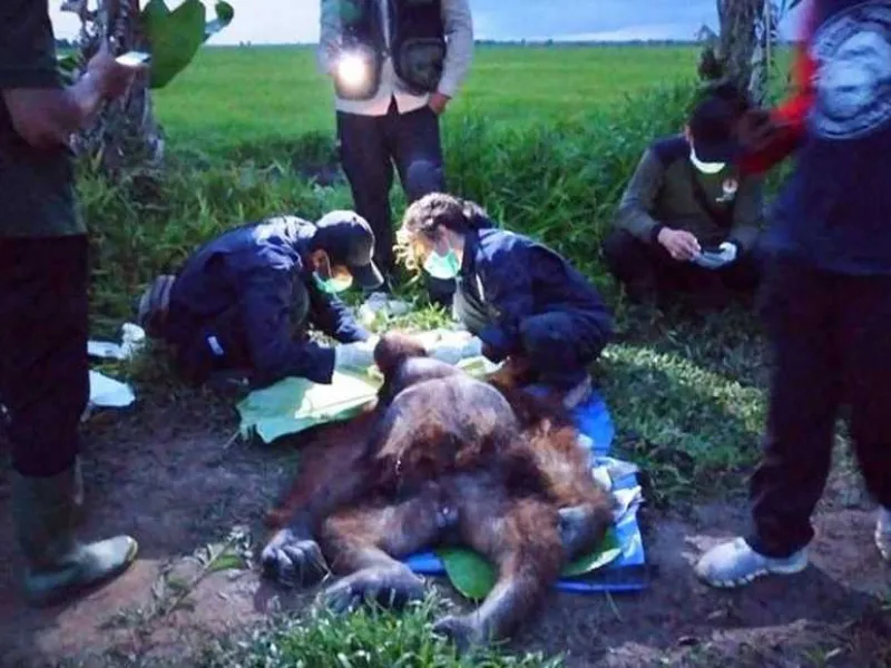 Diduga Jadi Korban Penganiayaan dengan Senjata Tajam, Seekor Orang Utan Luka Parah