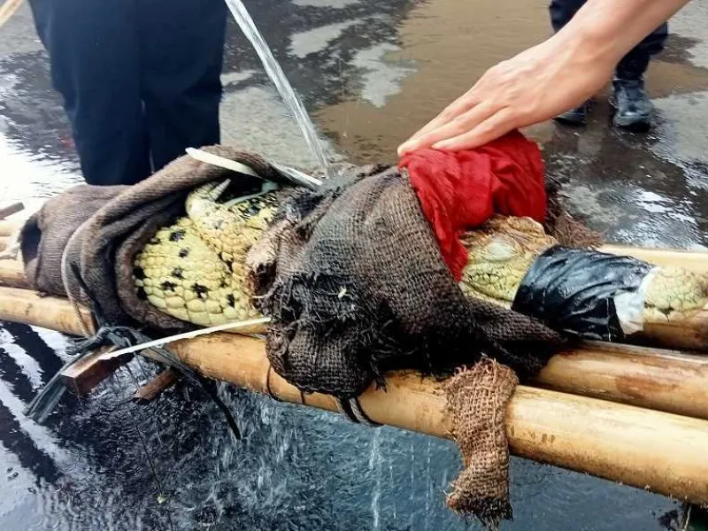 Diduga Lepas dari Kandang, Buaya Muara Ditemukan di Kebun