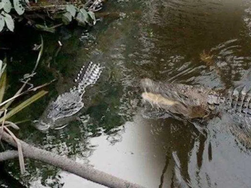 Diduga Sungai Diracuni, Buaya Muncul dan Menyerang Warga di Agam