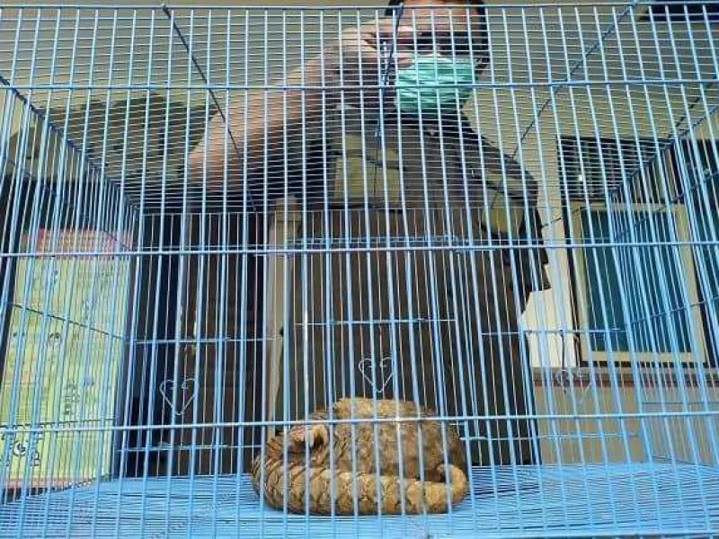 Diduga Terbawa Banjir, Seekor Trenggiling Ditemukan di Pinggir Pantai