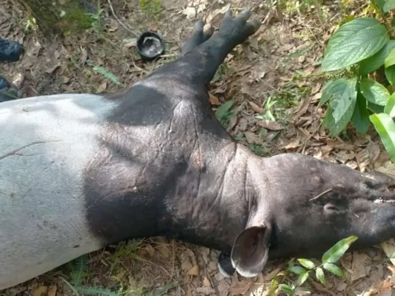 Diduga Terjerat, Seekor Tapir Mati dengan Kondisi Mengenaskan