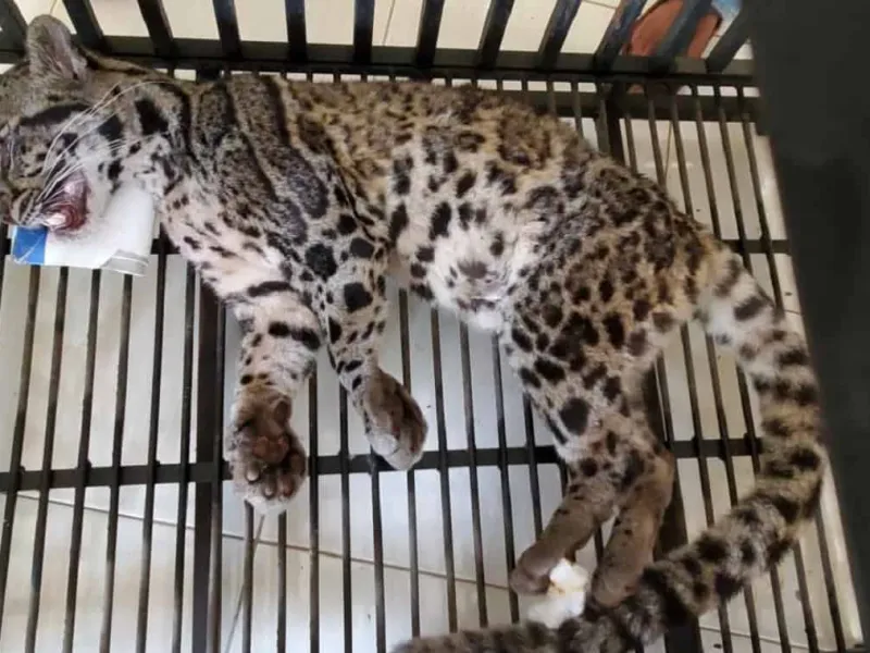 Diduga Terperangkap Jerat, Seekor Macan Dahan Terluka