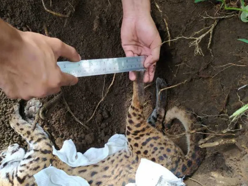 Diduga Tertabrak Kendaraan, Kucing Kuwuk Ditemukan Mati di Jalanan
